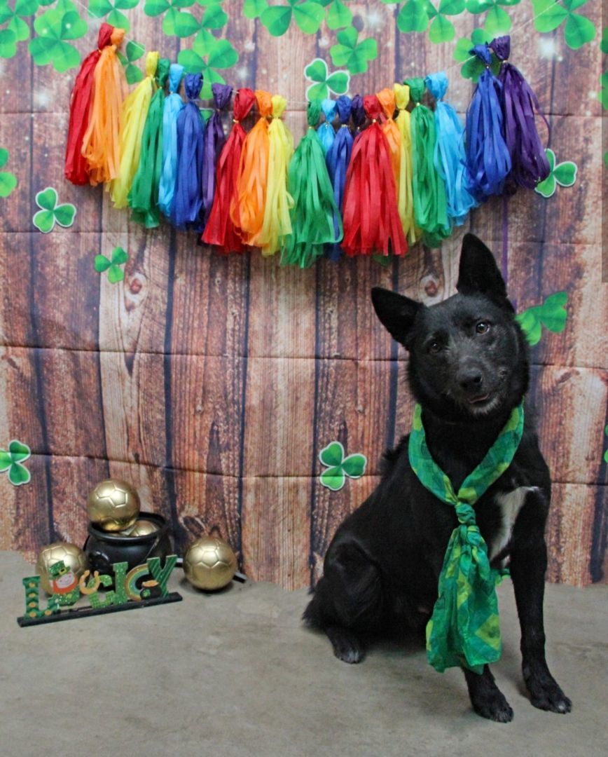 Enlarge Taz, a Adoptable Mixed Breed in Graham, TX image 6/6