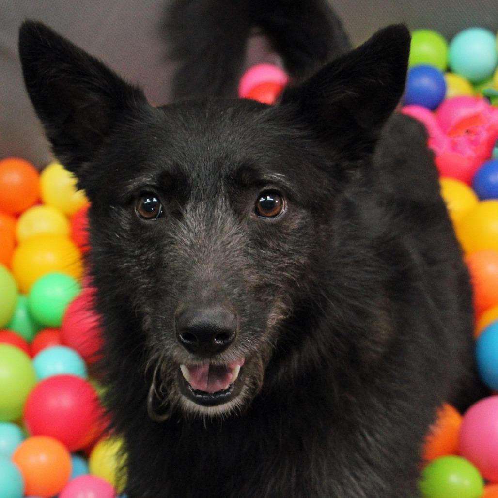 Taz, an adoptable Mixed Breed in Graham, TX, 76450 | Photo Image 2