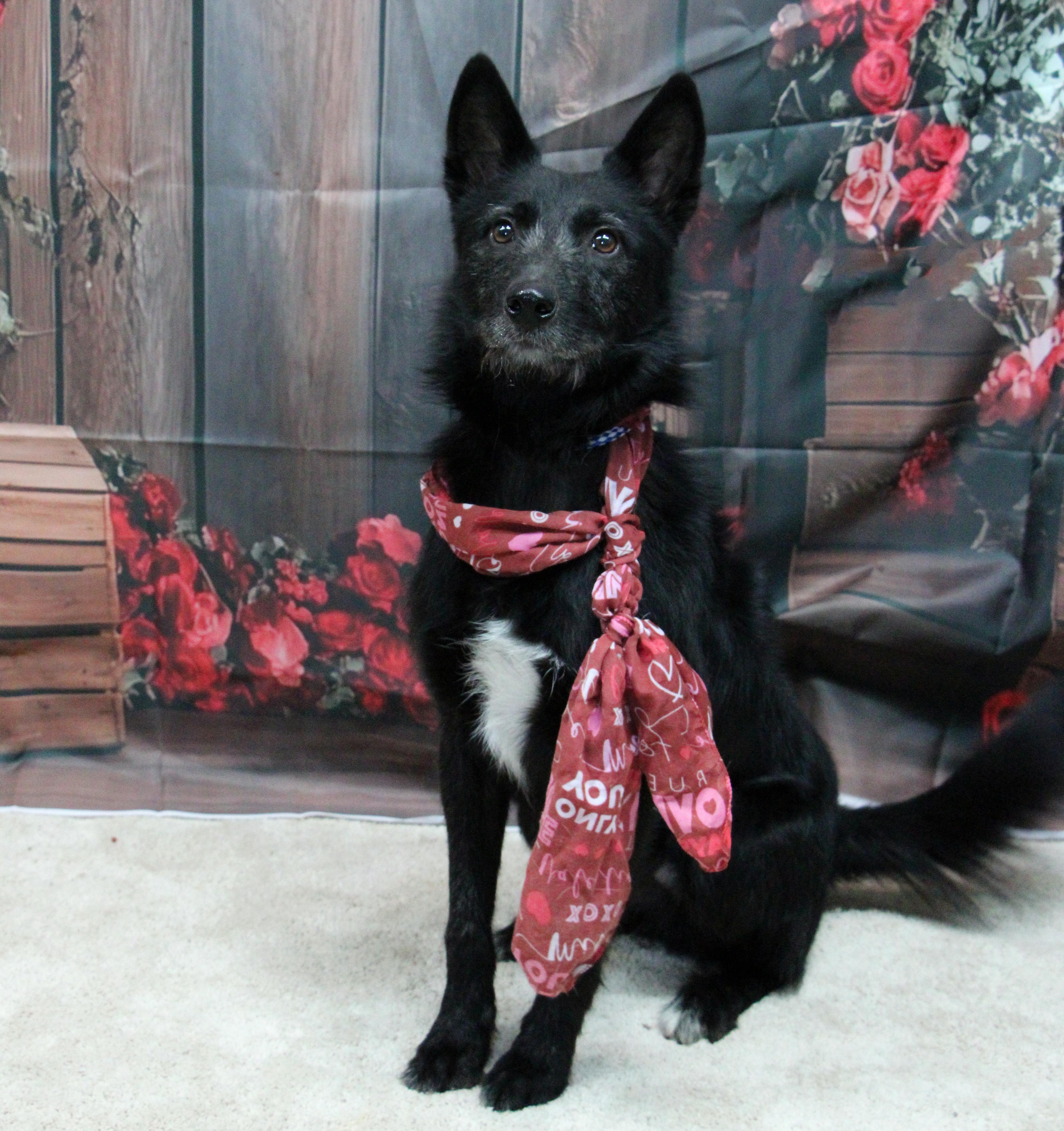 Taz, an adoptable Mixed Breed in Graham, TX, 76450 | Photo Image 4