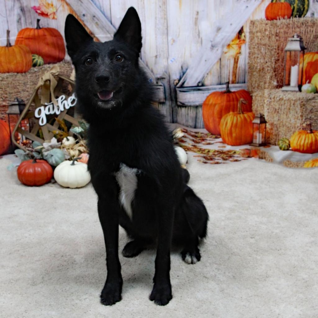 Taz, an adoptable Mixed Breed in Graham, TX, 76450 | Photo Image 5