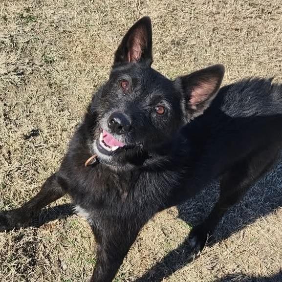 Taz, Adoptable, Adult Male Mixed Breed.