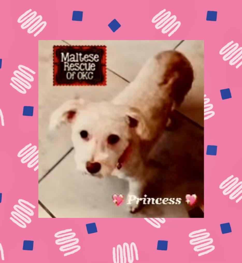 Princess, Adoptable, Adult Female Maltipoo.