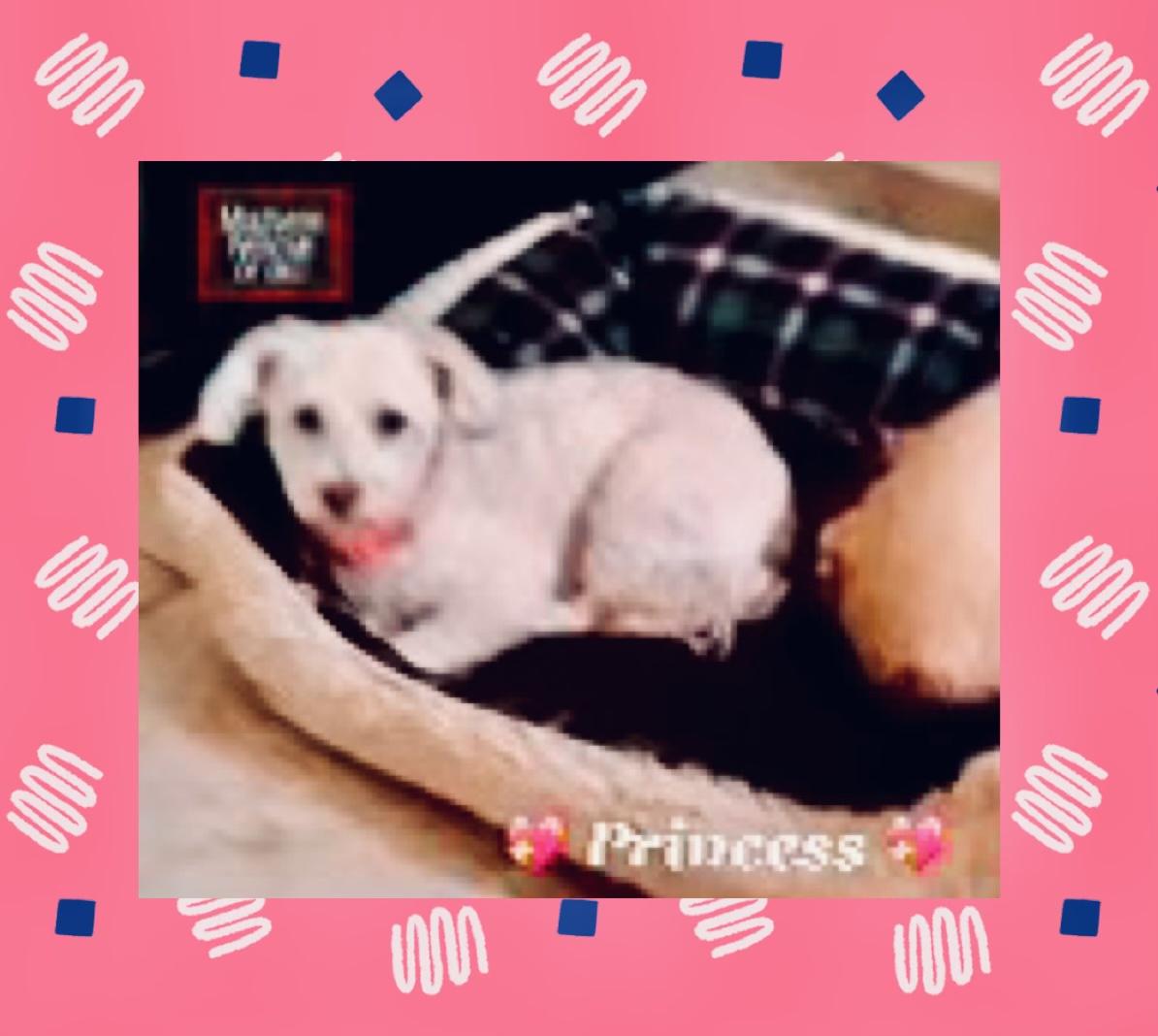 Princess, a Adoptable mixed breed in Oklahoma City, OK image 2/2