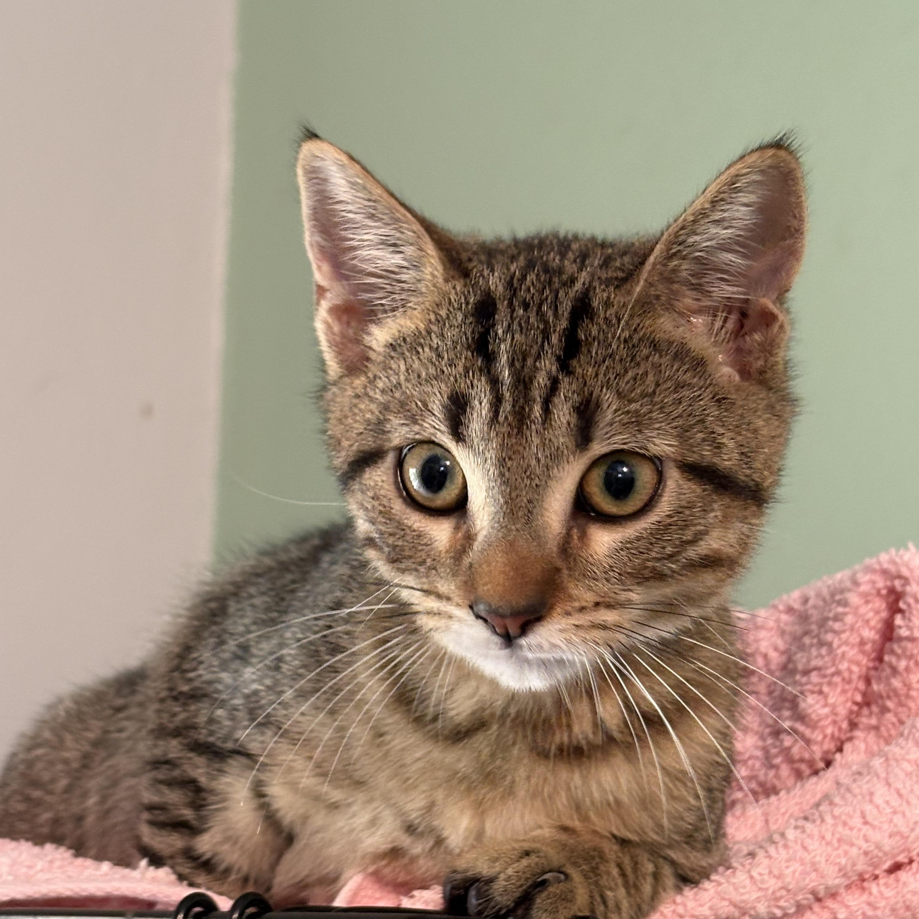 Enlarge Bjorn, a Adoptable Domestic Short Hair in Aibonito, PR image 1/2