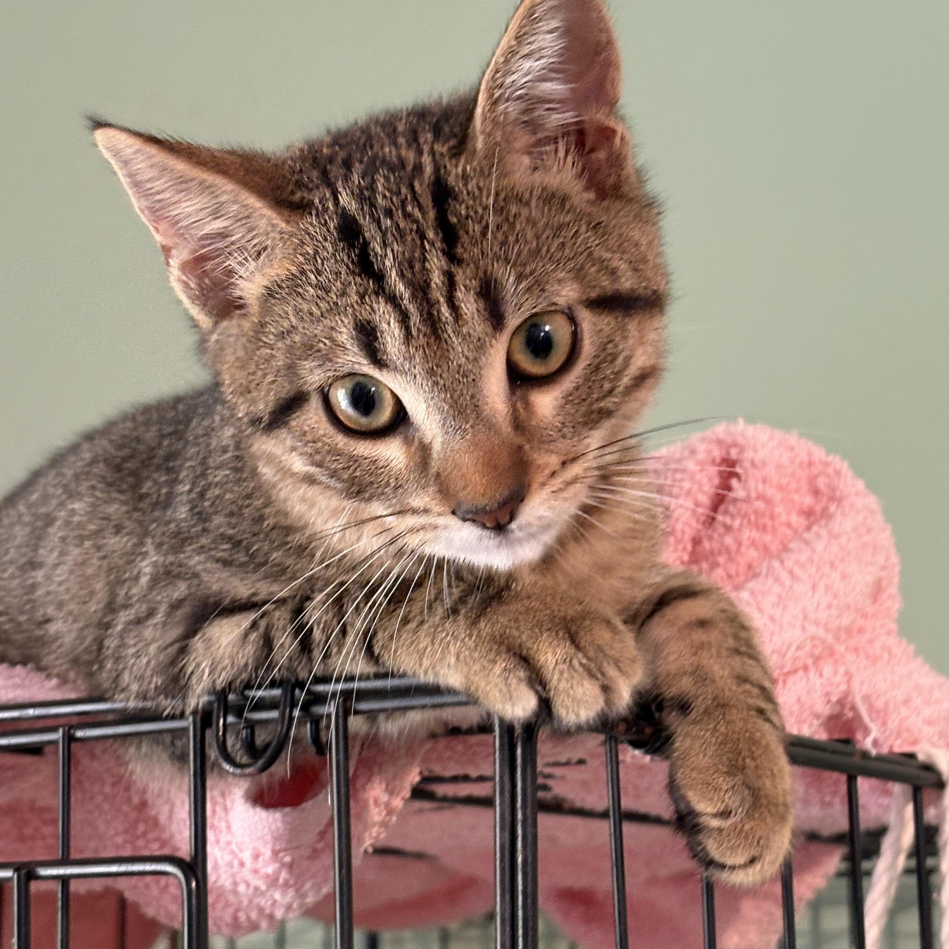 Enlarge Bjorn, a Adoptable Domestic Short Hair in Aibonito, PR image 2/2