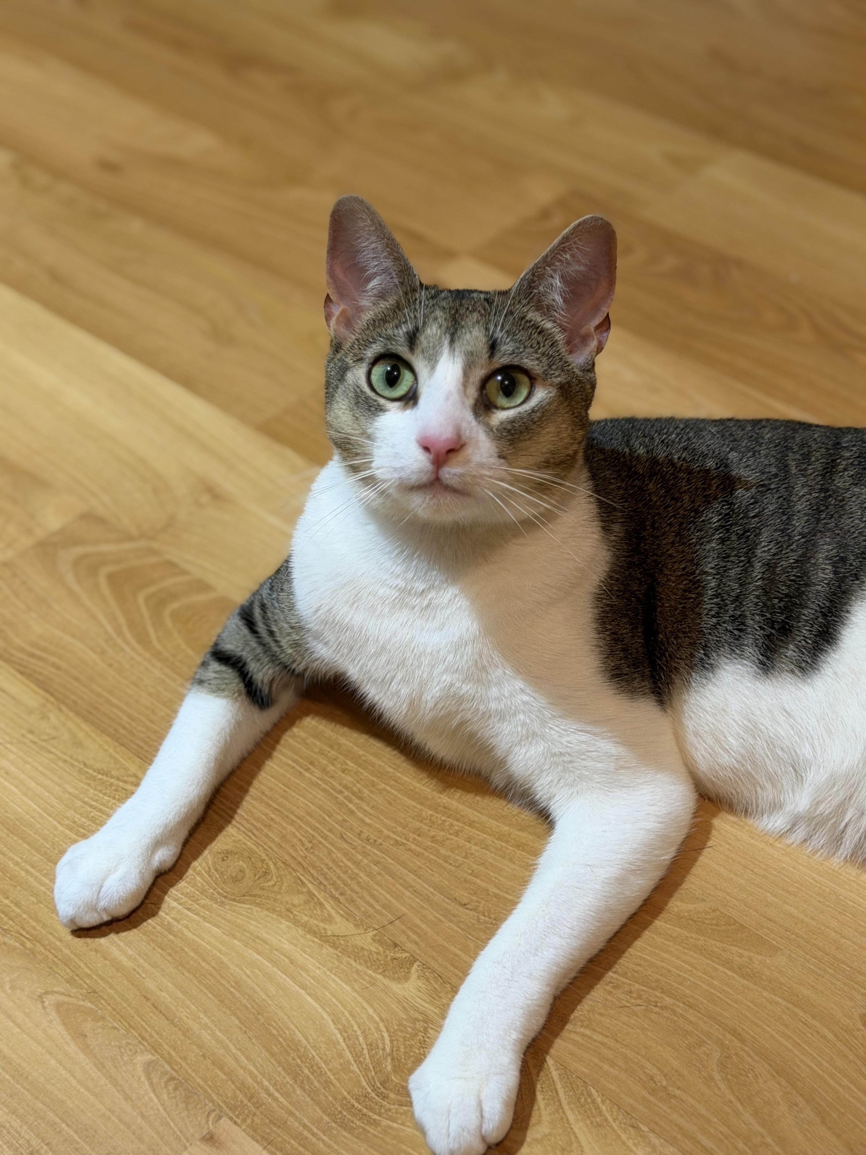 Enlarge Mario del Mar, a Adoptable Domestic Short Hair in Perth Amboy , NJ image 2/6