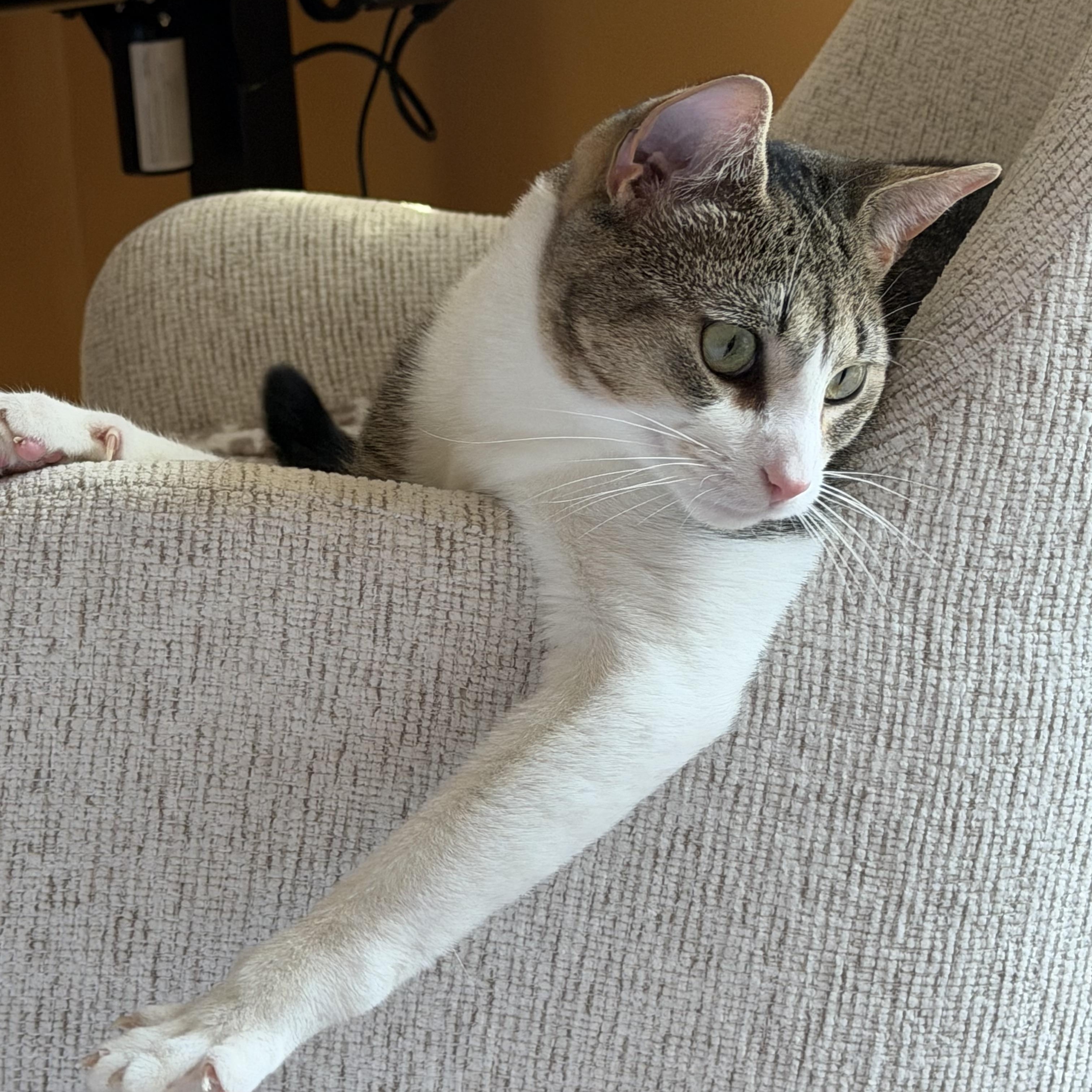 Enlarge Mario del Mar, a Adoptable Domestic Short Hair in Perth Amboy , NJ image 3/6