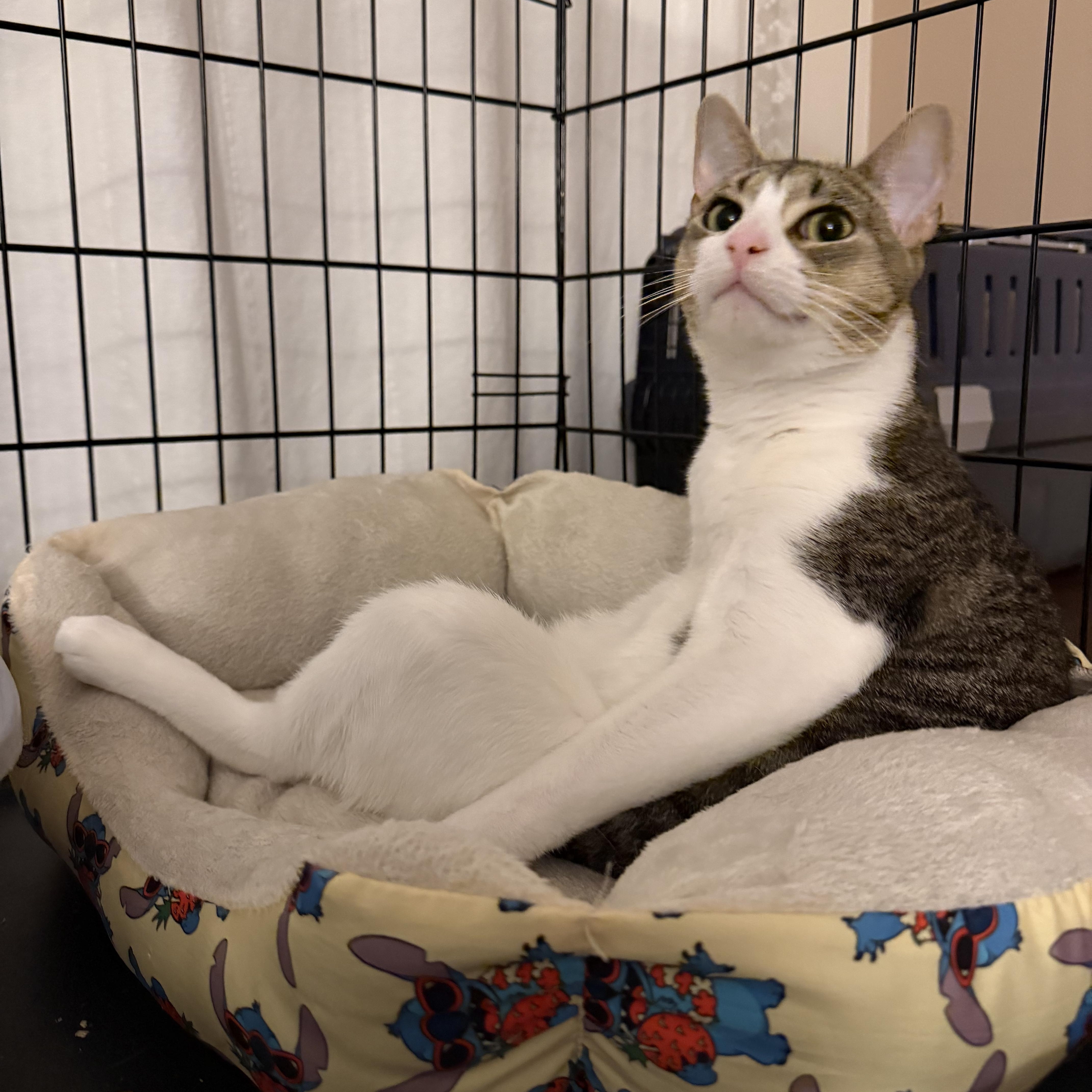 Enlarge Mario del Mar, a Adoptable Domestic Short Hair in Perth Amboy , NJ image 6/6