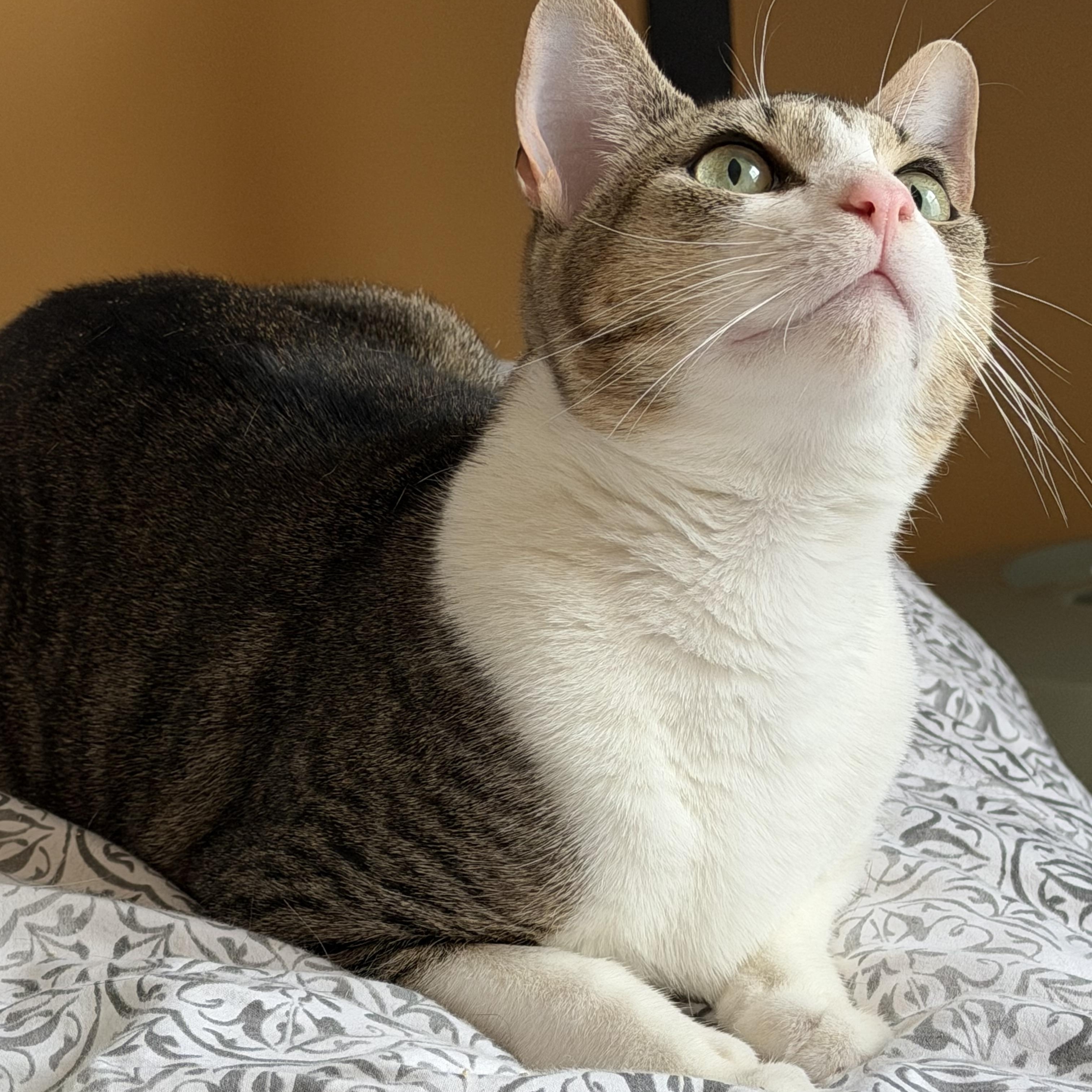 Enlarge Mario del Mar, a Adoptable Domestic Short Hair in Perth Amboy , NJ image 5/6