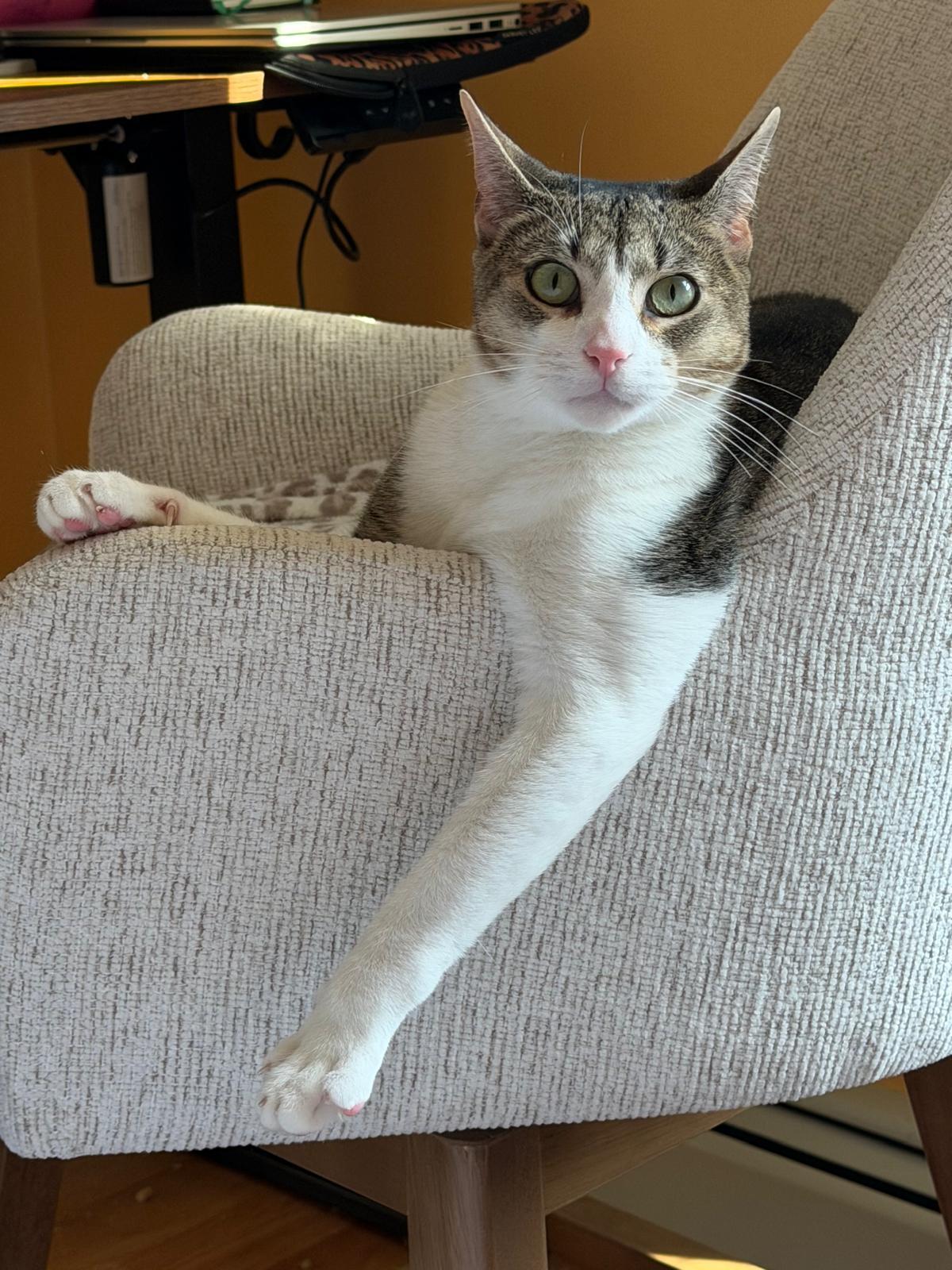Enlarge Mario del Mar, a Adoptable Domestic Short Hair in Perth Amboy , NJ image 1/6