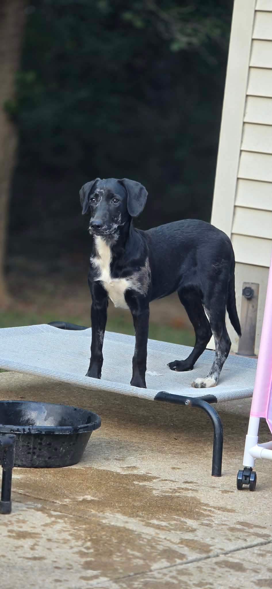 Enlarge Tickles, a Adoptable mixed breed in Steeleville, IL image 1/3