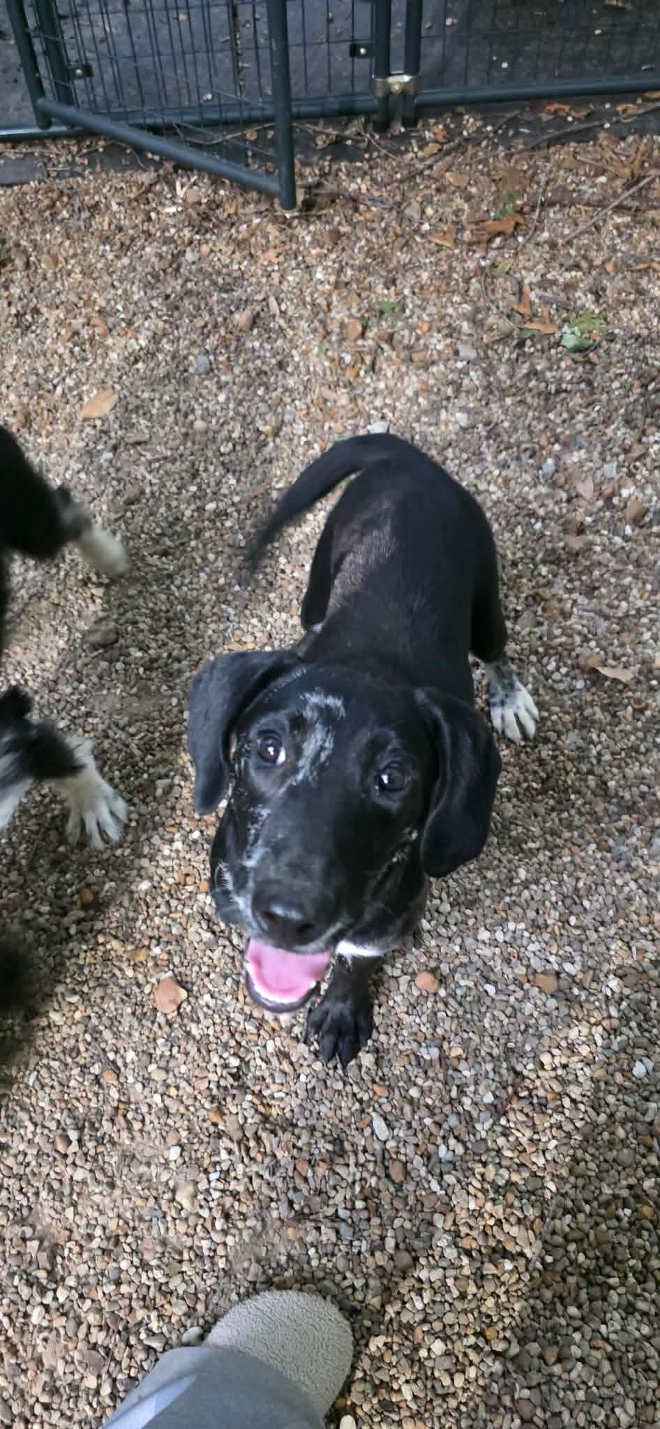 Enlarge Tickles, a Adoptable mixed breed in Steeleville, IL image 2/3
