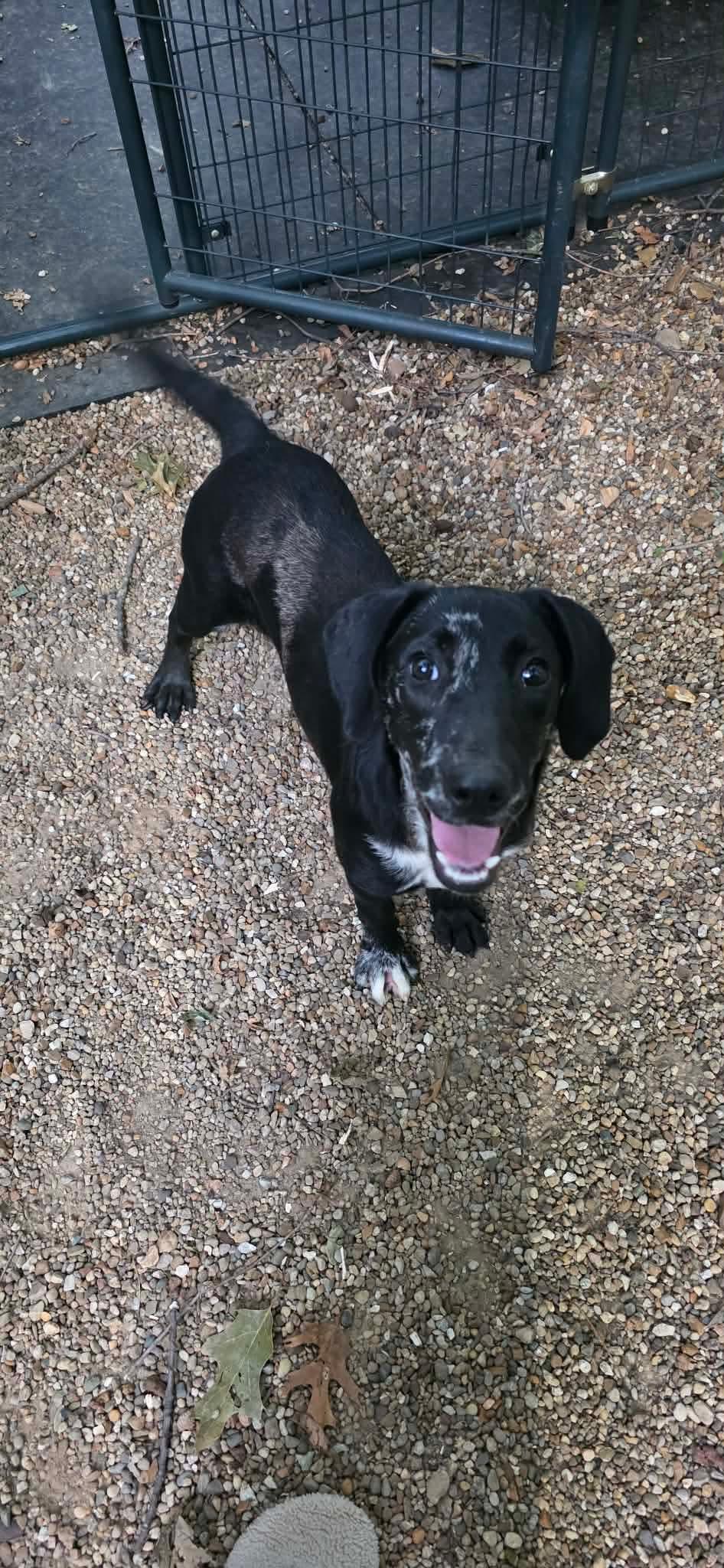 Enlarge Tickles, a Adoptable mixed breed in Steeleville, IL image 3/3