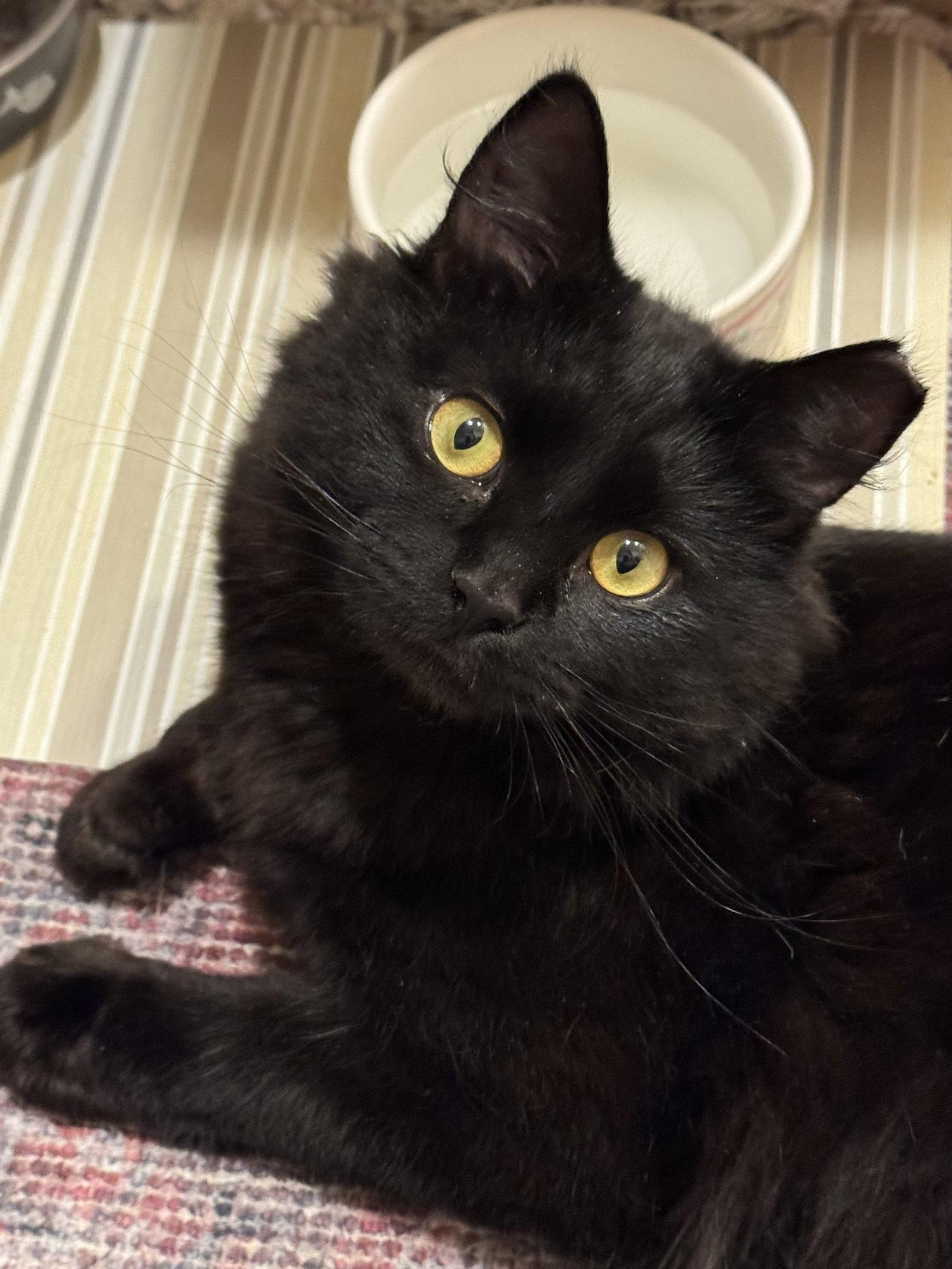 Enlarge Johnny Cash, a Adoptable Domestic Long Hair in Newtown Square, PA image 1/3