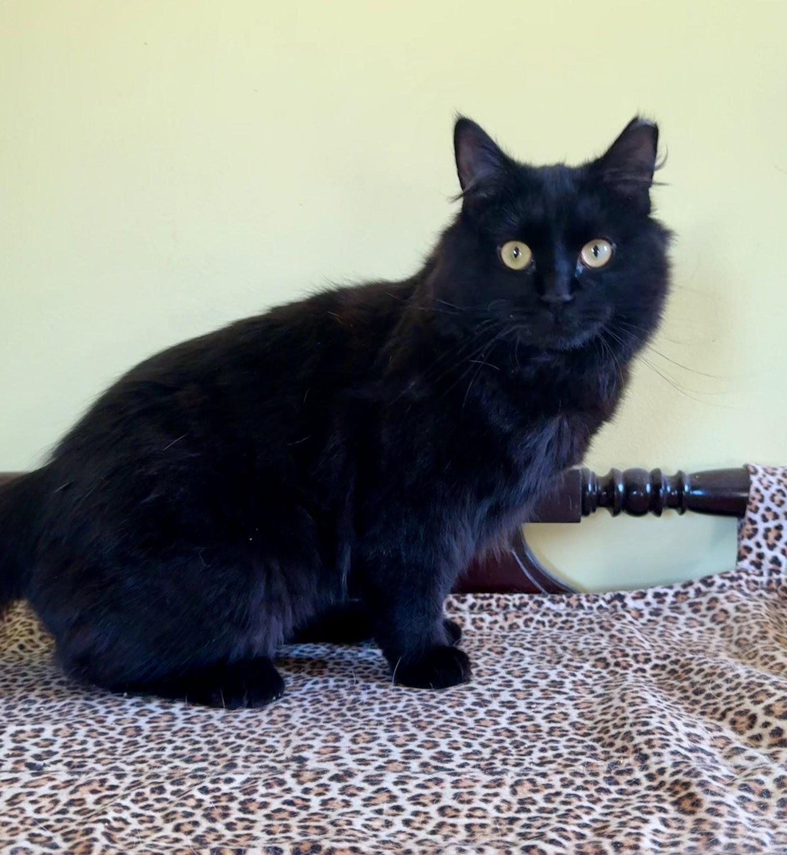 Enlarge Johnny Cash, a Adoptable Domestic Long Hair in Newtown Square, PA image 2/3