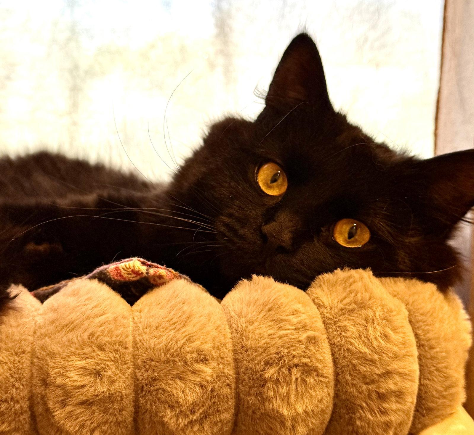 Enlarge Johnny Cash, a Adoptable Domestic Long Hair in Newtown Square, PA image 3/3