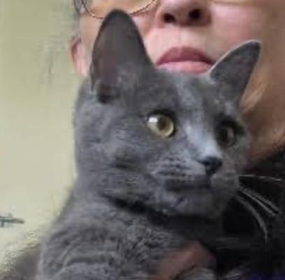 Daisy, adopted, Kitten Female Domestic Short Hair.
