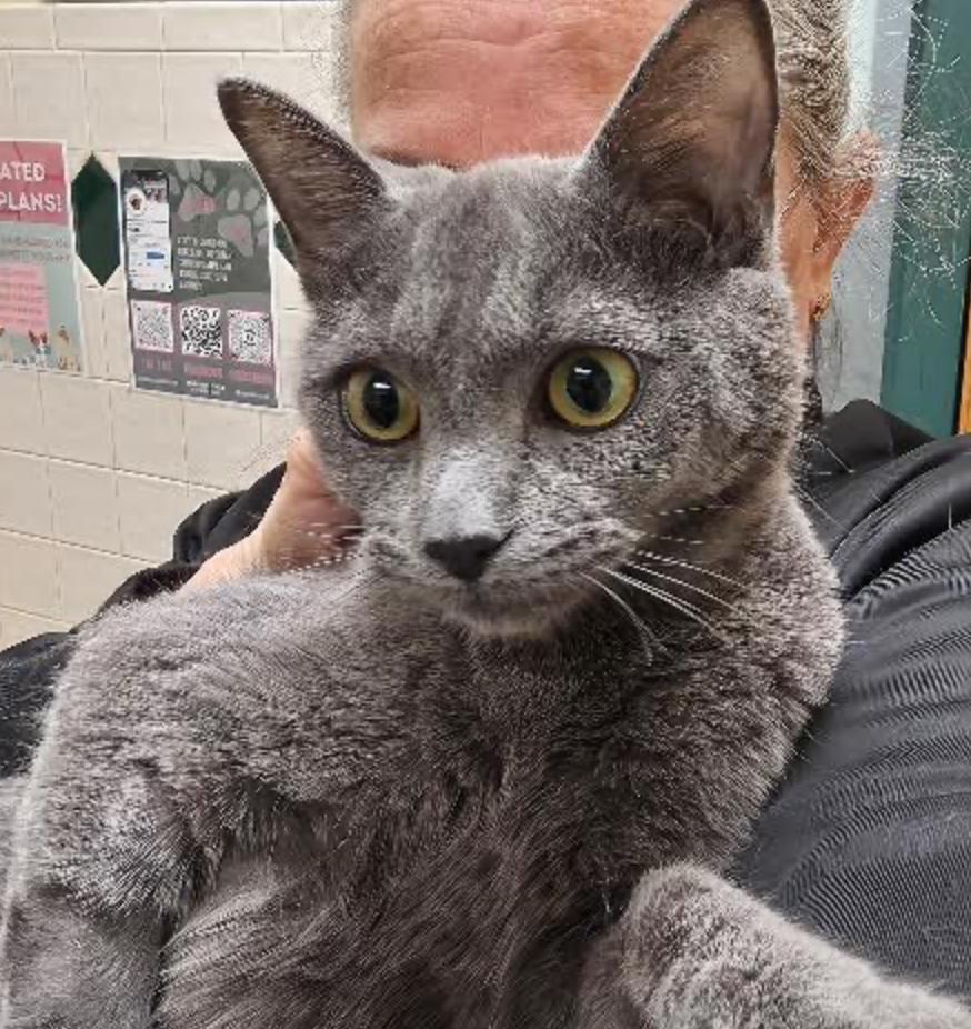 Enlarge Daisy, an adopted Domestic Short Hair in Cincinnati, OH image 2/4