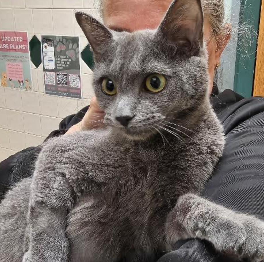 Enlarge Daisy, an adopted Domestic Short Hair in Cincinnati, OH image 4/4