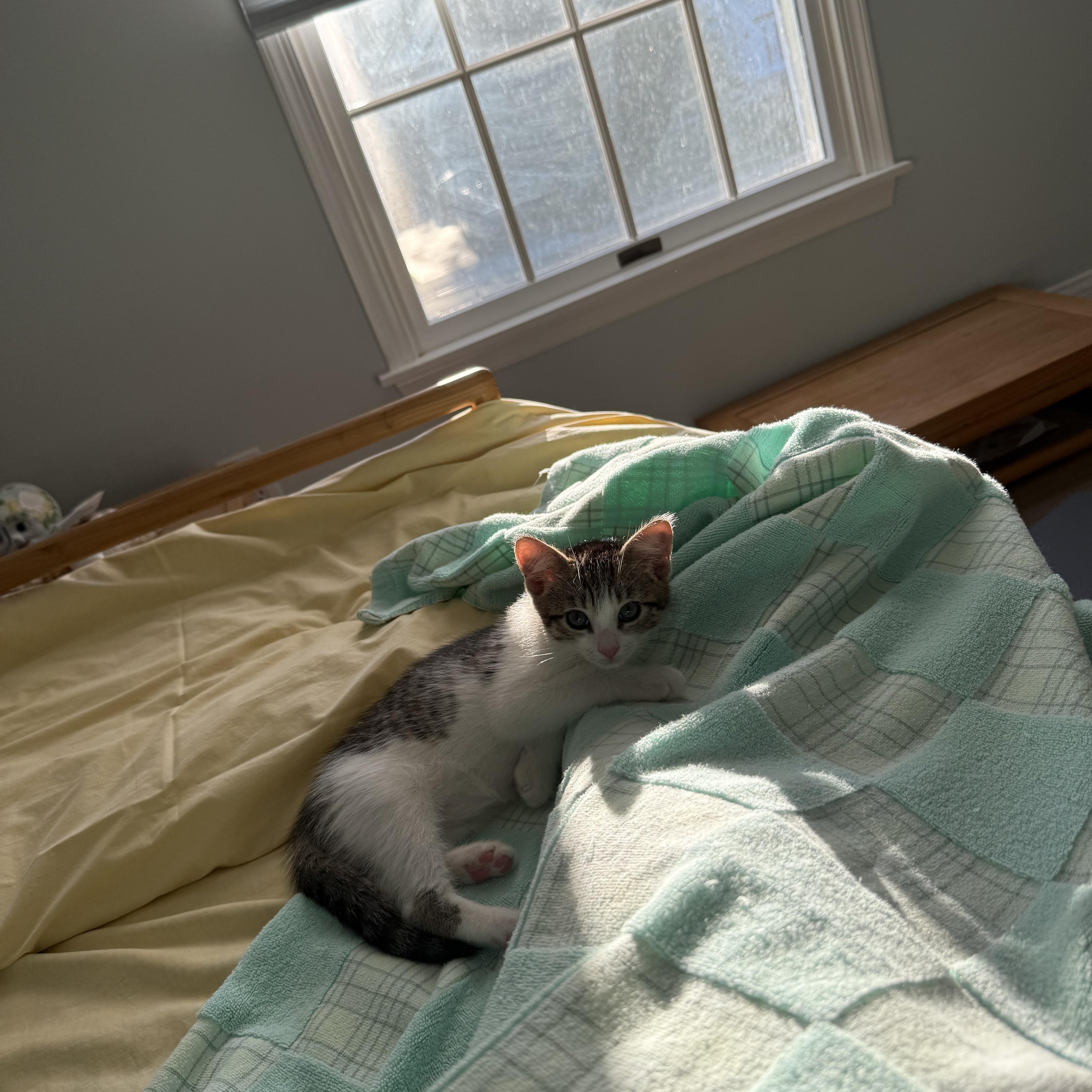 Pipes, an adopted American Shorthair in Monmouth Junction, NJ image 2/3