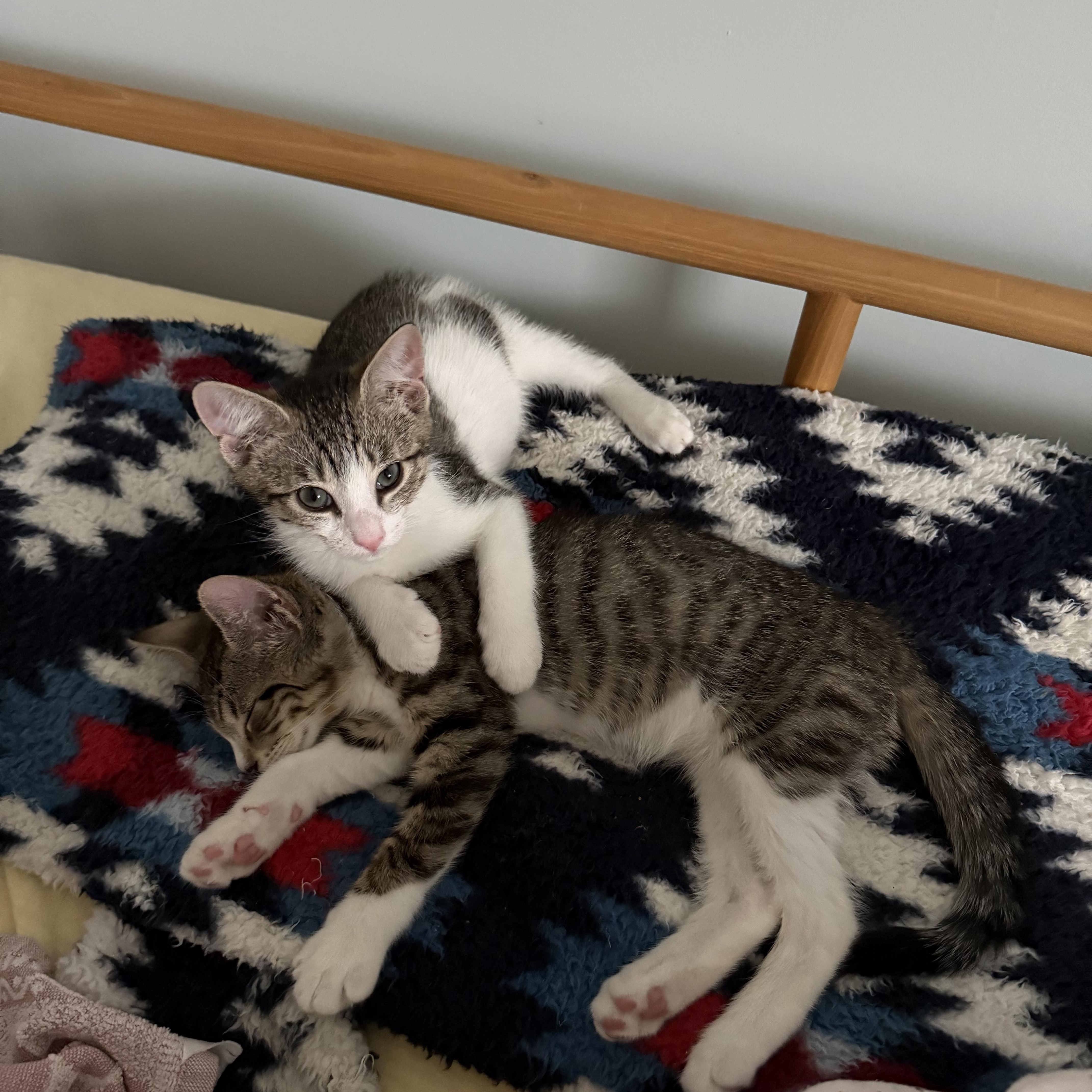 Pipes, an adopted American Shorthair in Monmouth Junction, NJ image 3/3