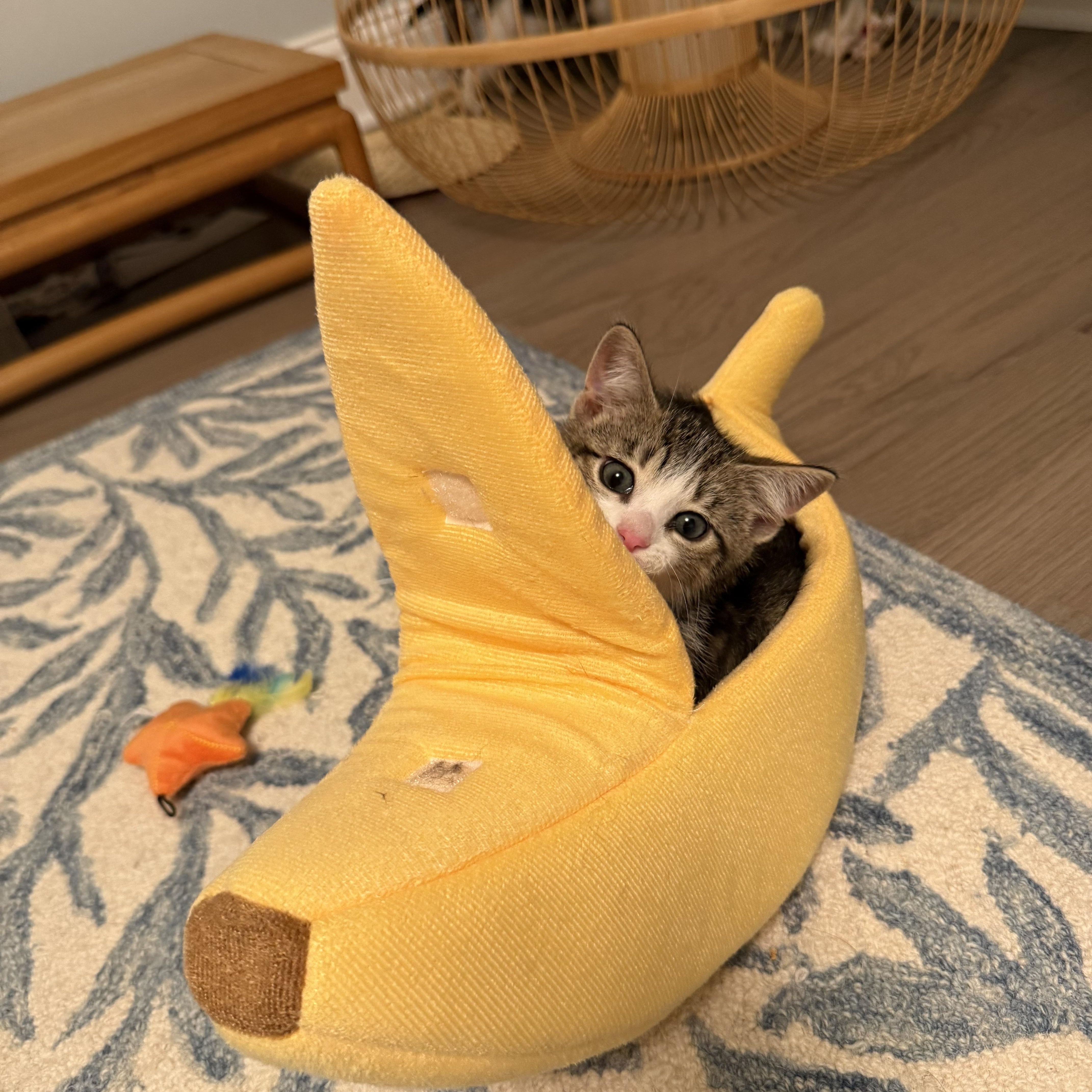 Pipes, adopted, Kitten Male American Shorthair.