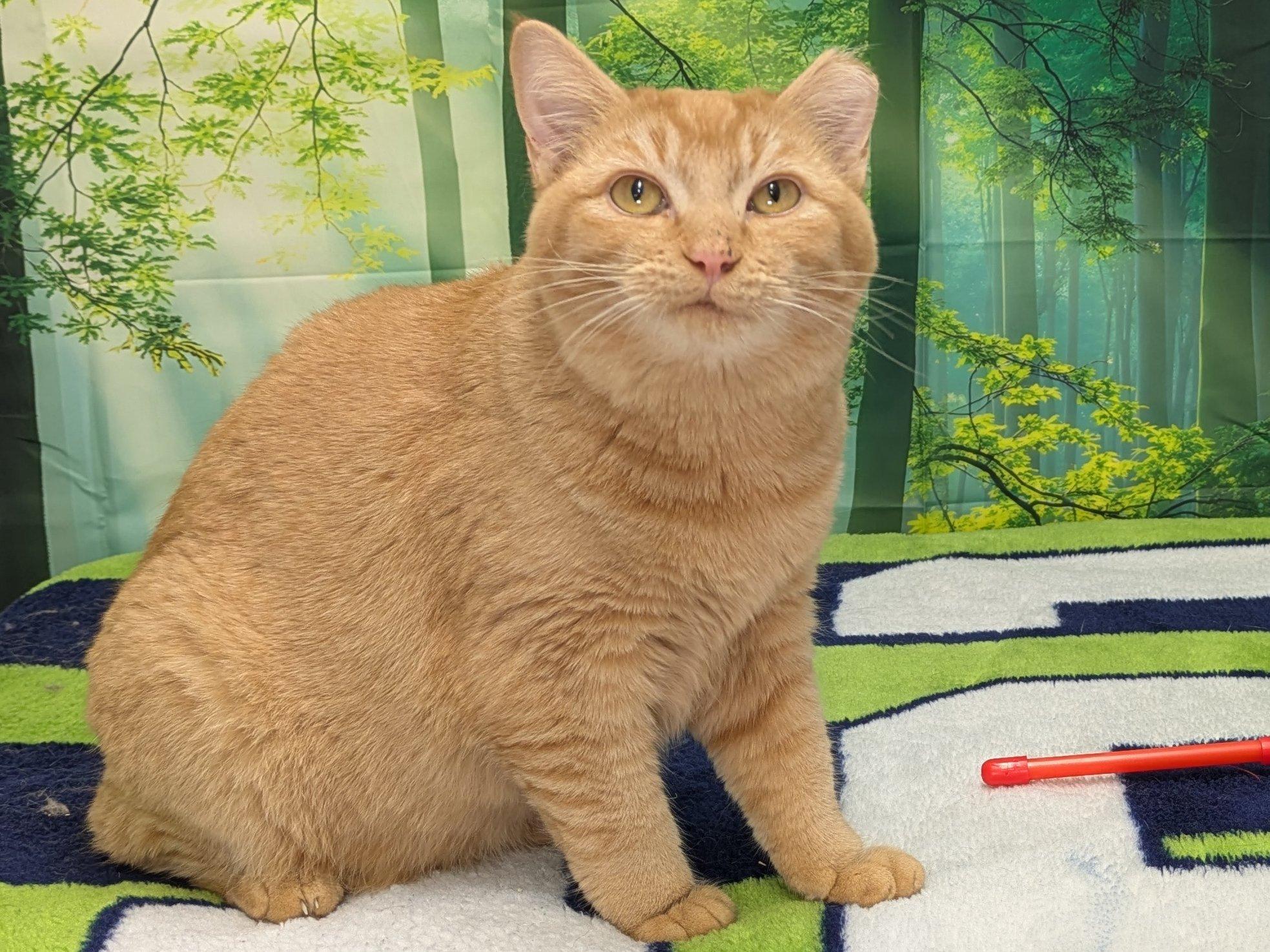 Brie SHY CAT SPECIAL $20, an adoptable Tabby, Domestic Short Hair in Republic, WA, 99166 | Photo Image 3