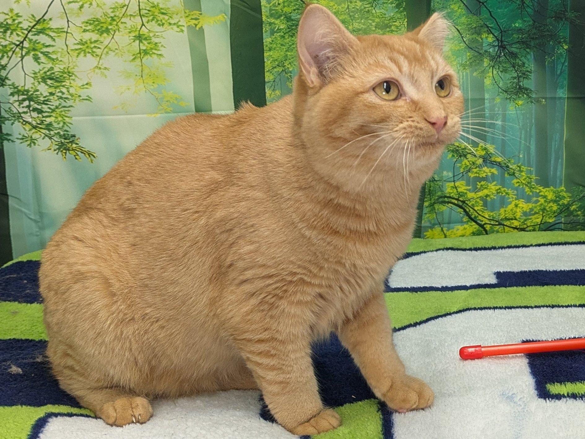 Brie SHY CAT SPECIAL $20, an adoptable Tabby, Domestic Short Hair in Republic, WA, 99166 | Photo Image 4