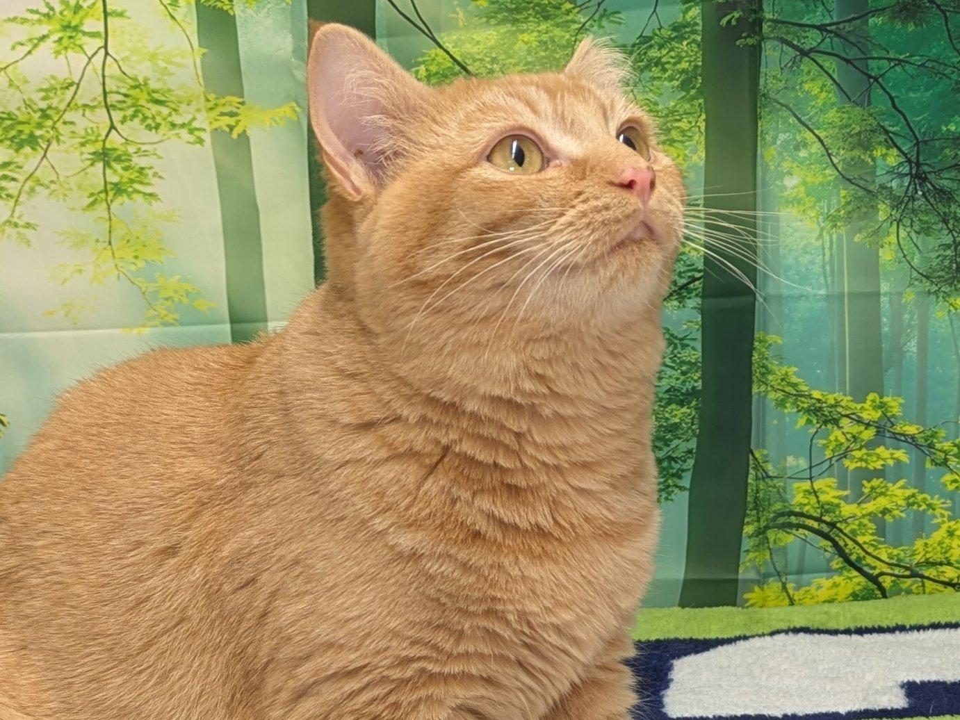 Brie SHY CAT SPECIAL $20, an adoptable Tabby, Domestic Short Hair in Republic, WA, 99166 | Photo Image 2