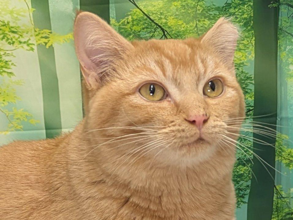 Brie SHY CAT SPECIAL $20, an adoptable Tabby, Domestic Short Hair in Republic, WA, 99166 | Photo Image 1