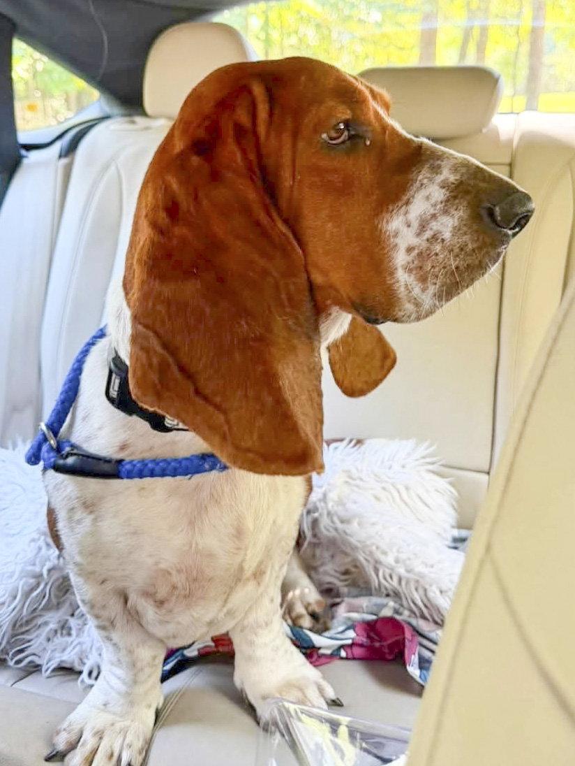 Enlarge COPPER MS - ADOPTION PENDING!, a Adoptable Basset Hound in Mays Landing, NJ image 1/2