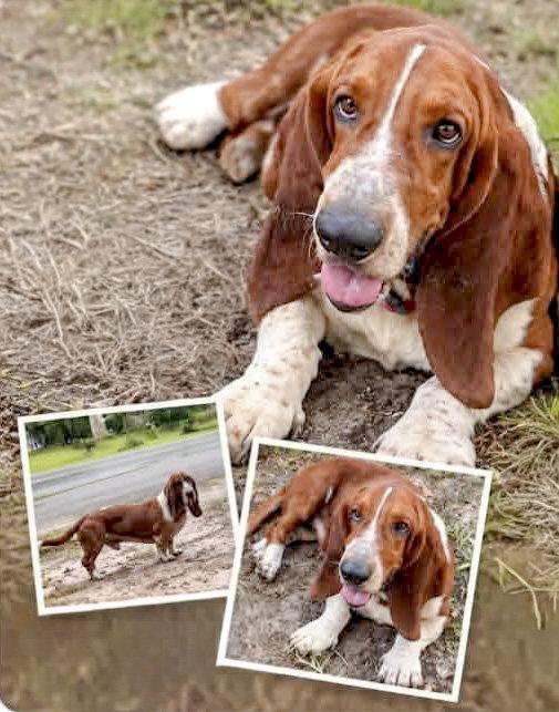 Enlarge COPPER MS - ADOPTION PENDING!, a Adoptable Basset Hound in Mays Landing, NJ image 2/2
