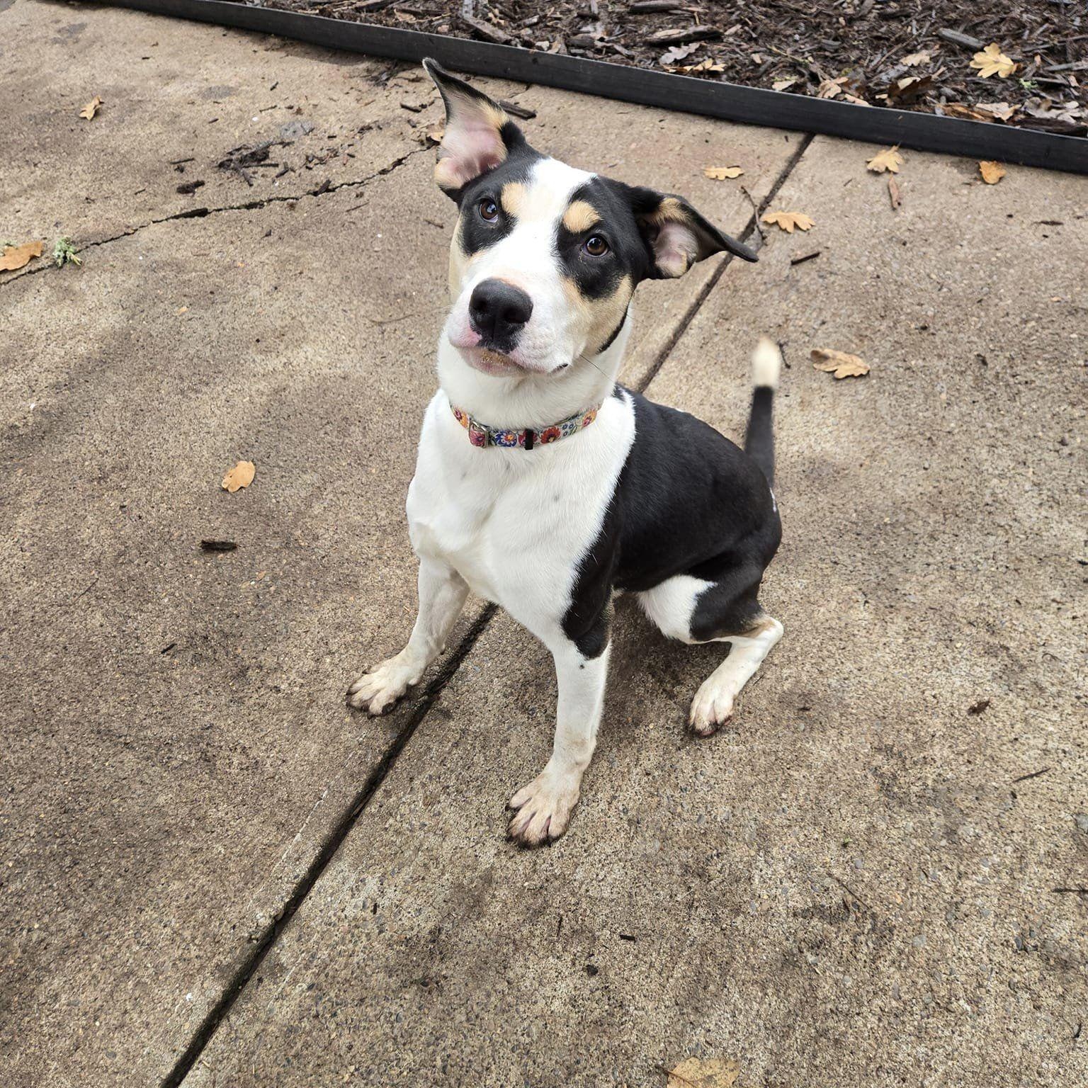 Lisa, Adoptable, Young Female Bloodhound.
