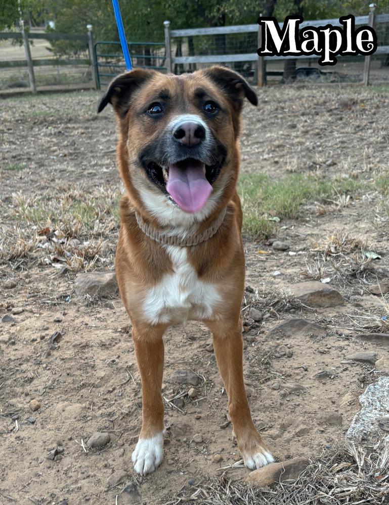 Enlarge Maple, a Adoptable mixed breed in Tulsa, OK image 1/1