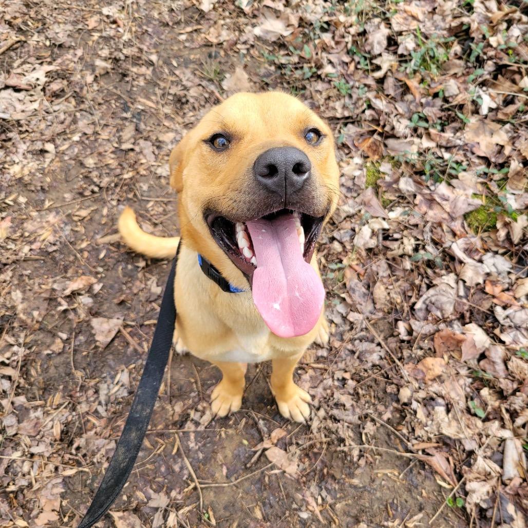 Enlarge Ranger, a Adoptable Terrier in La Grange, KY image 1/5