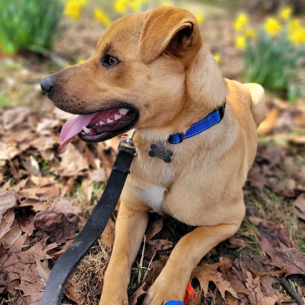 Enlarge Ranger, a Adoptable Terrier in La Grange, KY image 3/5