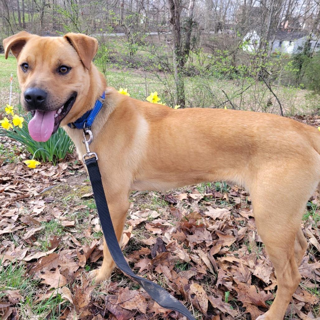 Enlarge Ranger, a Adoptable Terrier in La Grange, KY image 4/5