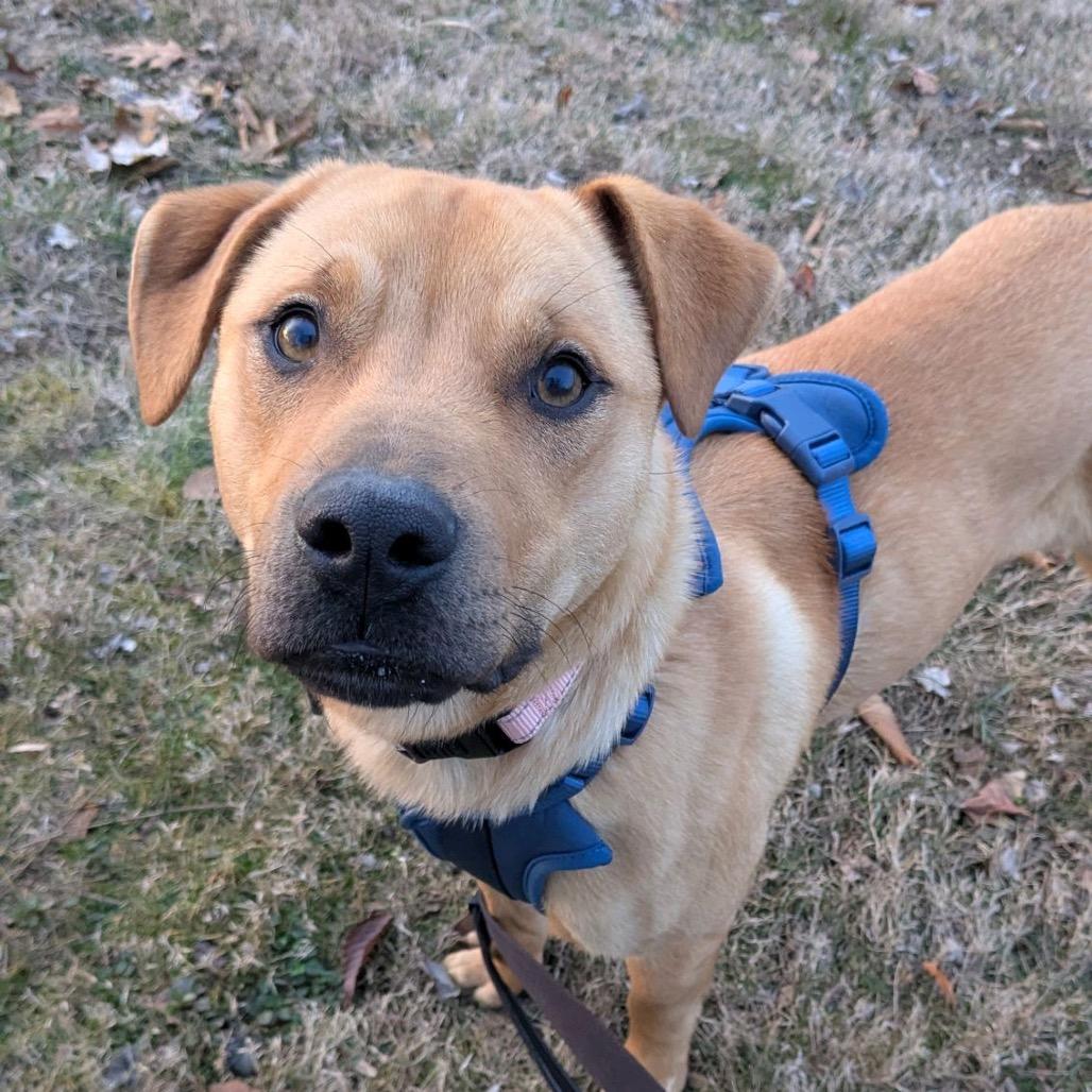 Enlarge Ranger, a Adoptable Terrier in La Grange, KY image 5/5
