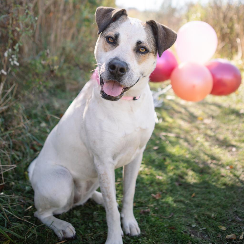Belinda, Adoptable, Adult Female Mixed Breed.