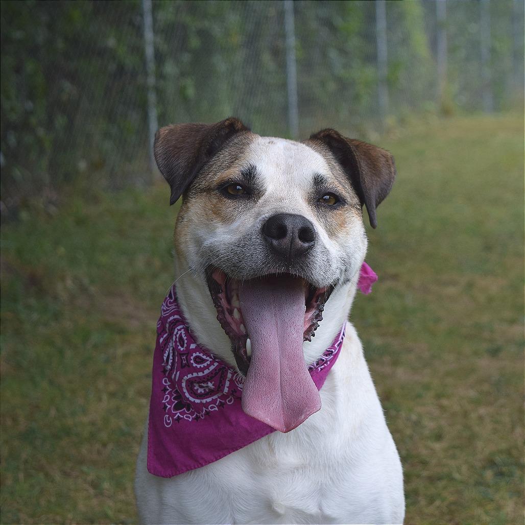 Enlarge Belinda, a Adoptable mixed breed in McKean, PA image 3/6