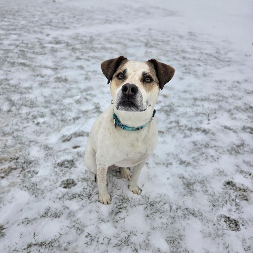 Enlarge Belinda, a Adoptable mixed breed in McKean, PA image 5/6