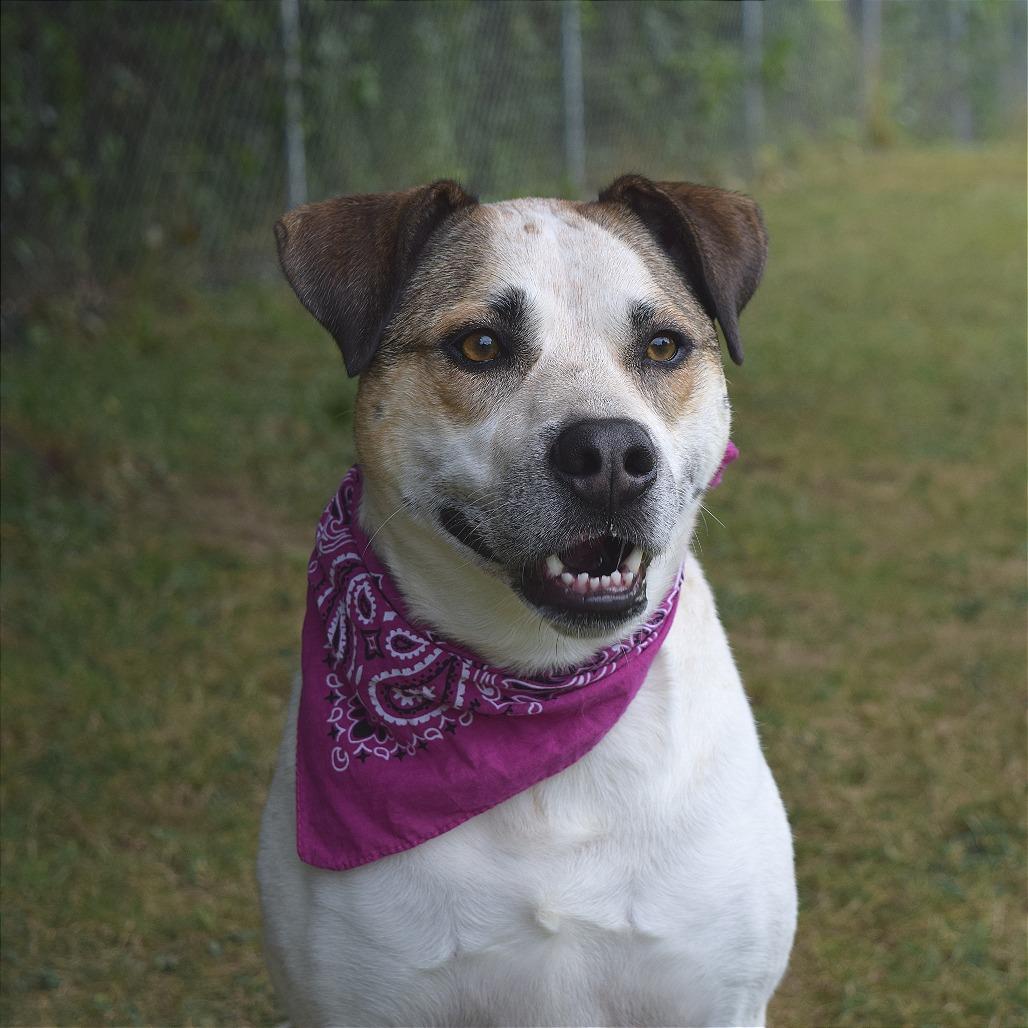 Enlarge Belinda, a Adoptable mixed breed in McKean, PA image 6/6