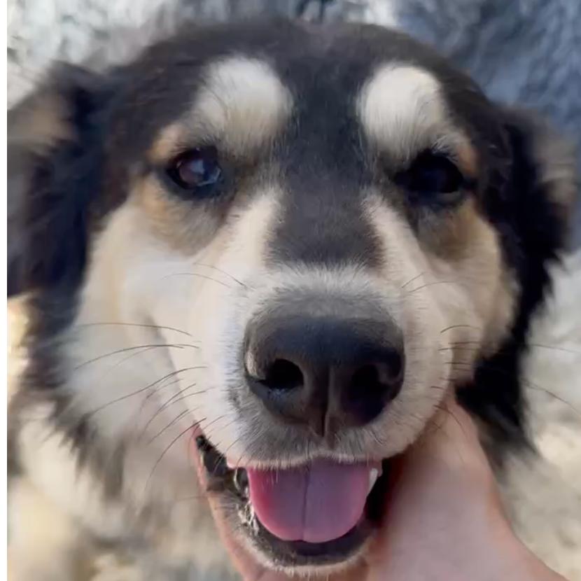 Enlarge Kenny, a Adoptable mixed breed in San Diego, CA image 1/3