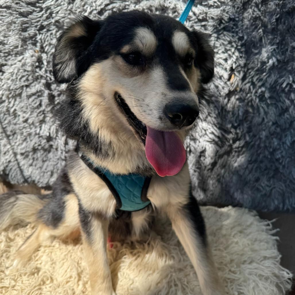 Enlarge Kenny, a Adoptable mixed breed in San Diego, CA image 3/3