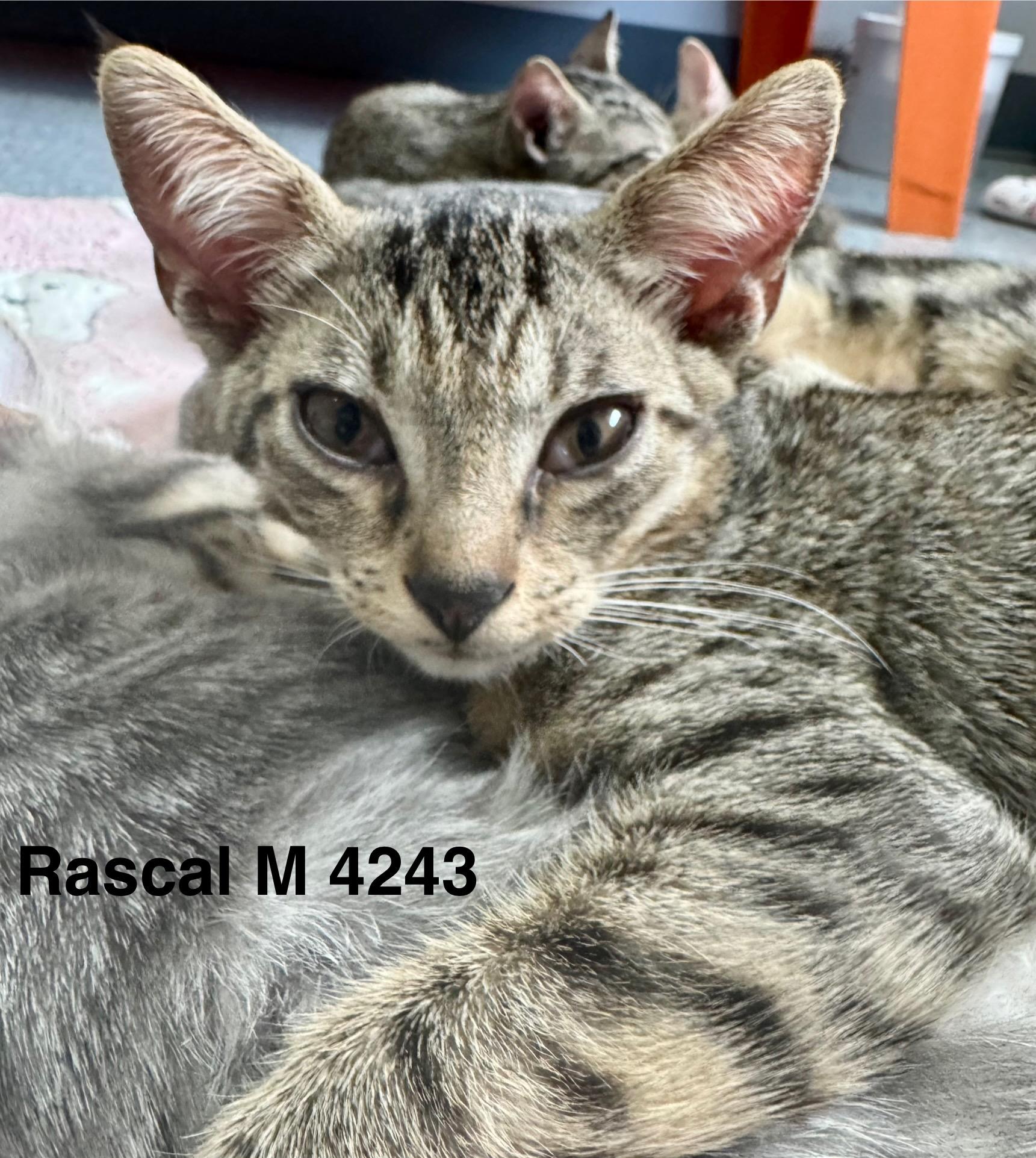 Enlarge Rascal, a Adoptable mixed breed in Weatherford, TX image 1/3