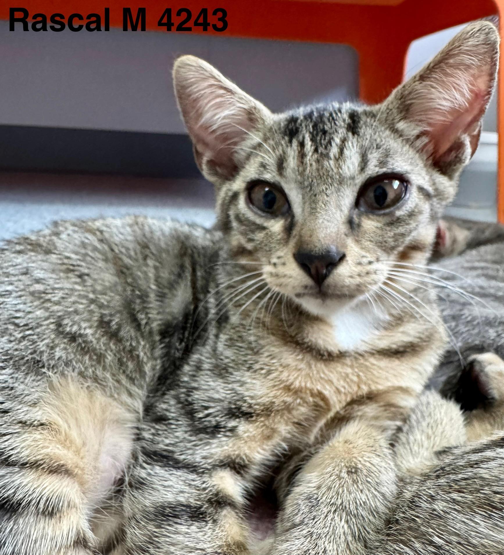 Enlarge Rascal, a Adoptable mixed breed in Weatherford, TX image 2/3