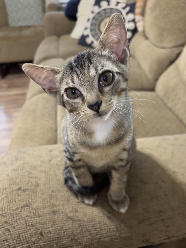 Rascal, Young Male Domestic Short Hair