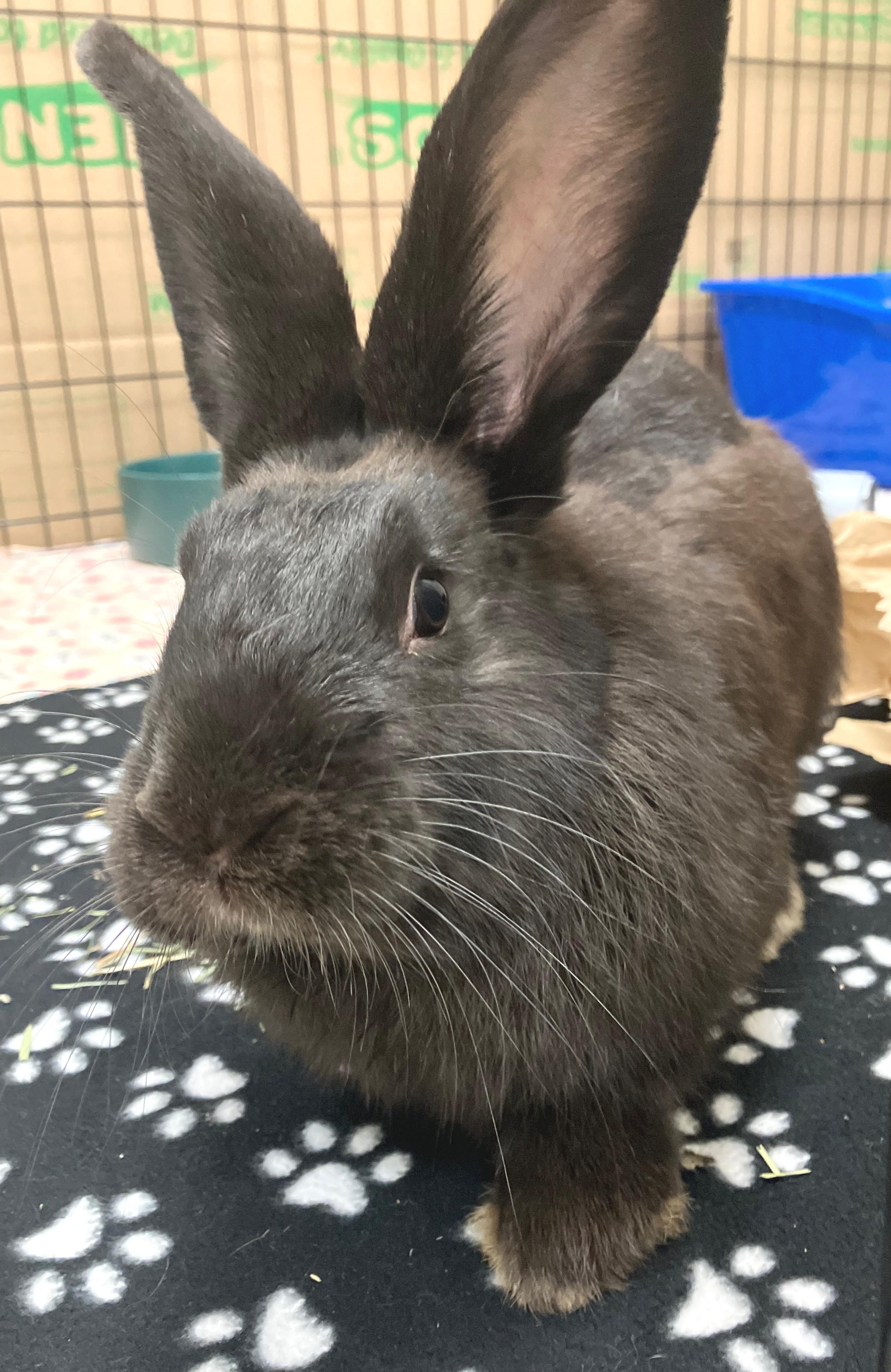 Enlarge Micah, an adopted Flemish Giant in Oshkosh, WI image 2/2