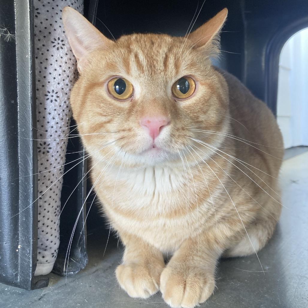 Jerry, Adoptable, Adult Male Domestic Short Hair.