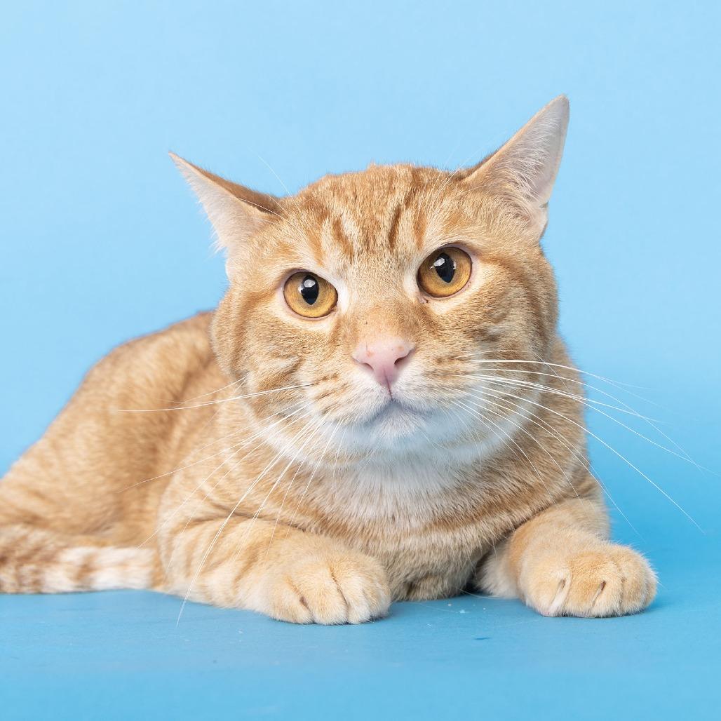 Enlarge Jerry, a Adoptable Domestic Short Hair in Franklin, TN image 2/2